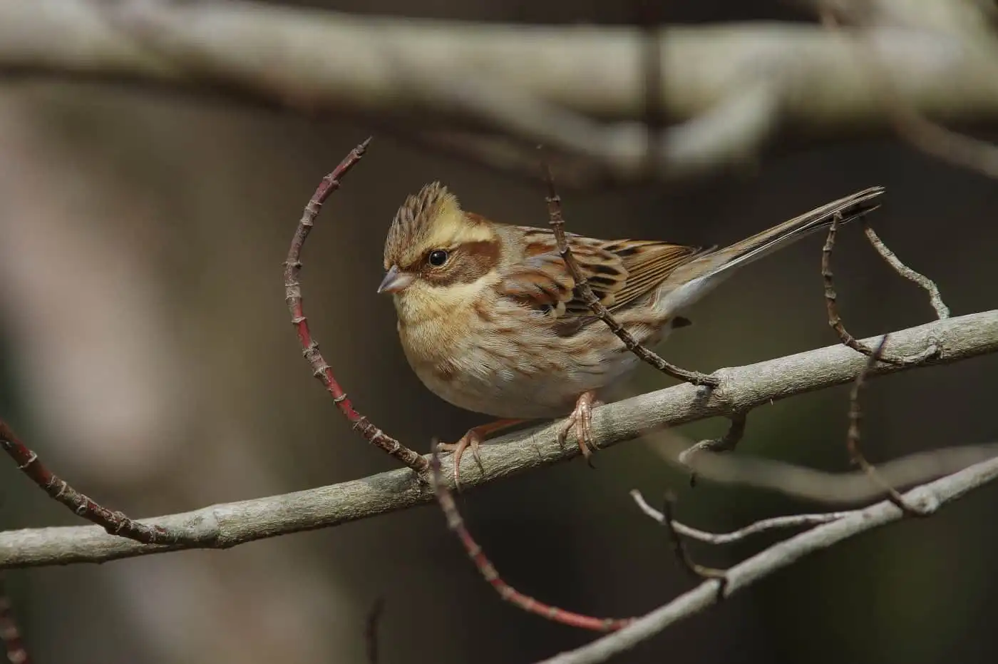 野鳥写真・ミヤマホオジロの写真