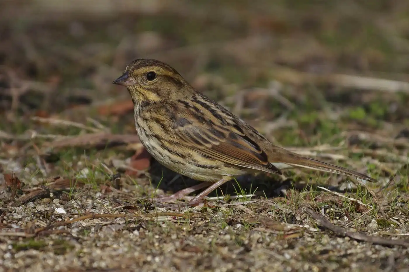 野鳥写真・ミヤマホオジロの写真