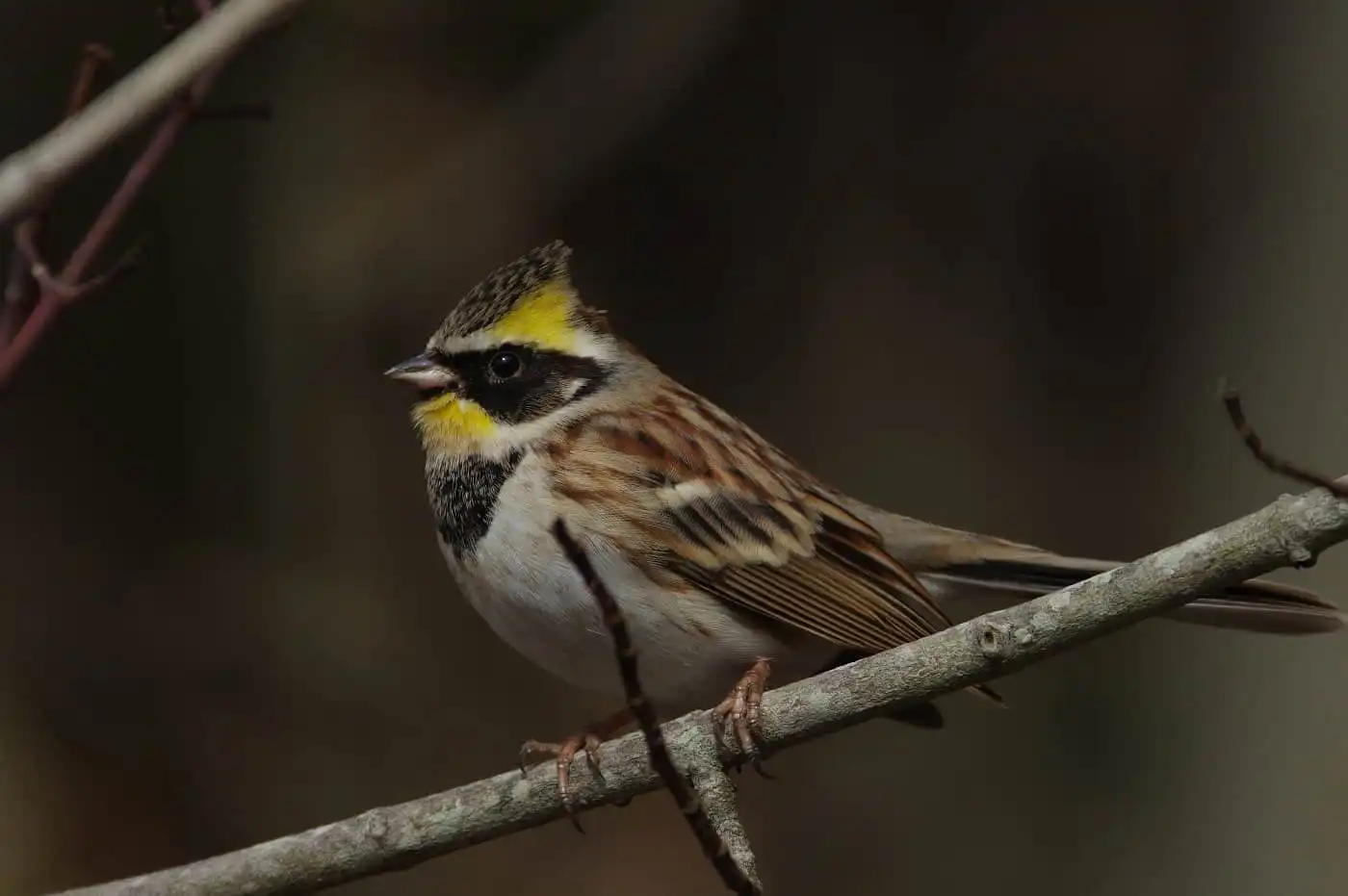 野鳥写真・ミヤマホオジロの写真