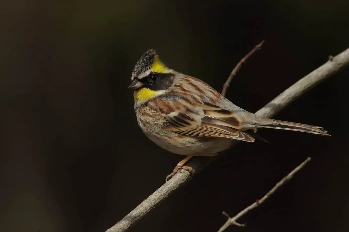 野鳥写真・ミヤマホオジロの写真
