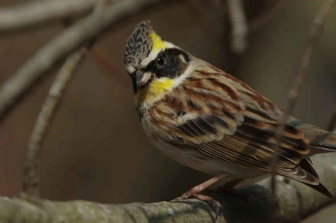 野鳥写真・ミヤマホオジロの写真