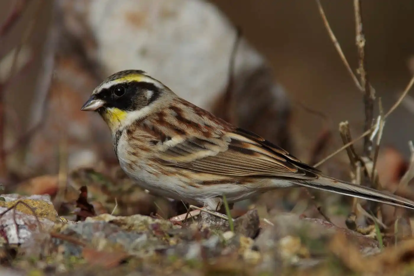 野鳥写真・ミヤマホオジロの写真