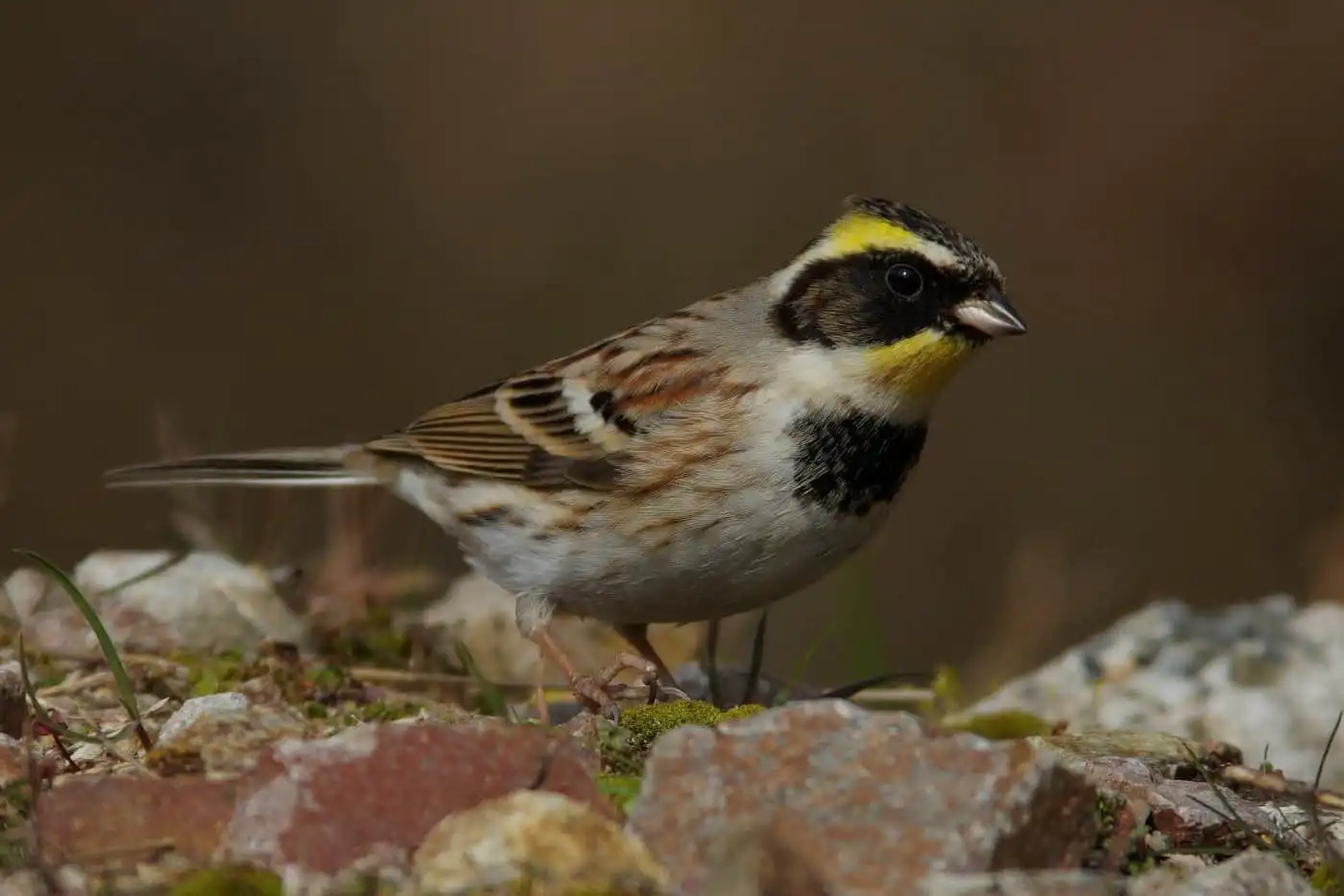 野鳥写真・ミヤマホオジロの写真