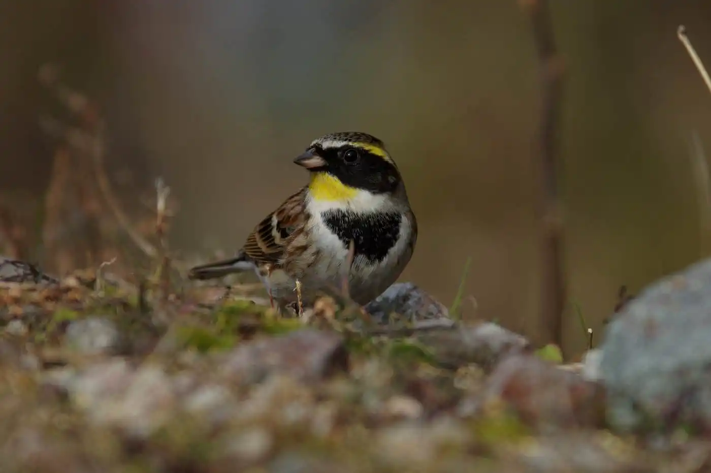 野鳥写真・ミヤマホオジロの写真