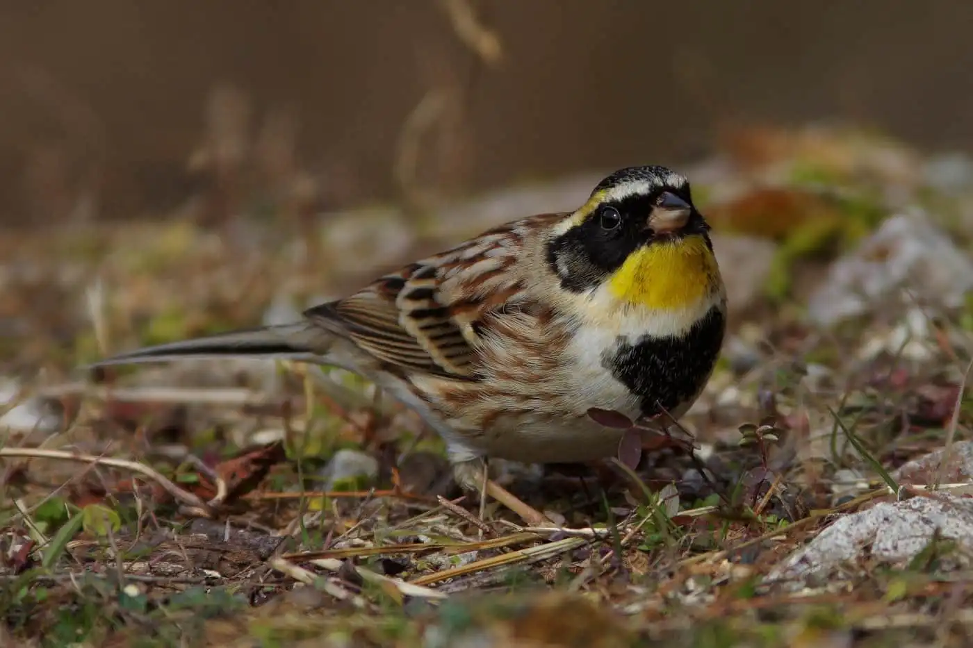 野鳥写真・ミヤマホオジロの写真