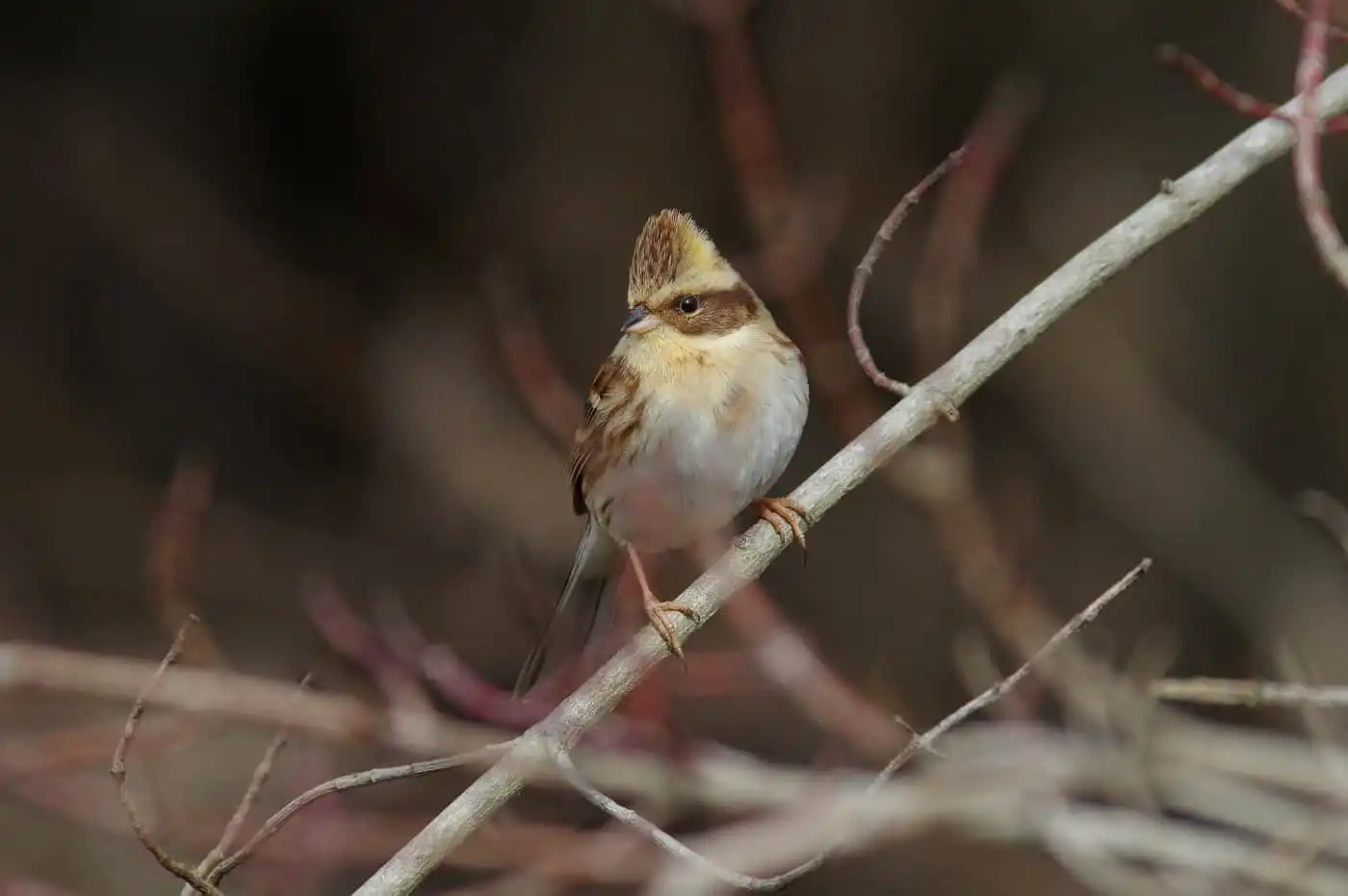 野鳥写真・ミヤマホオジロの写真