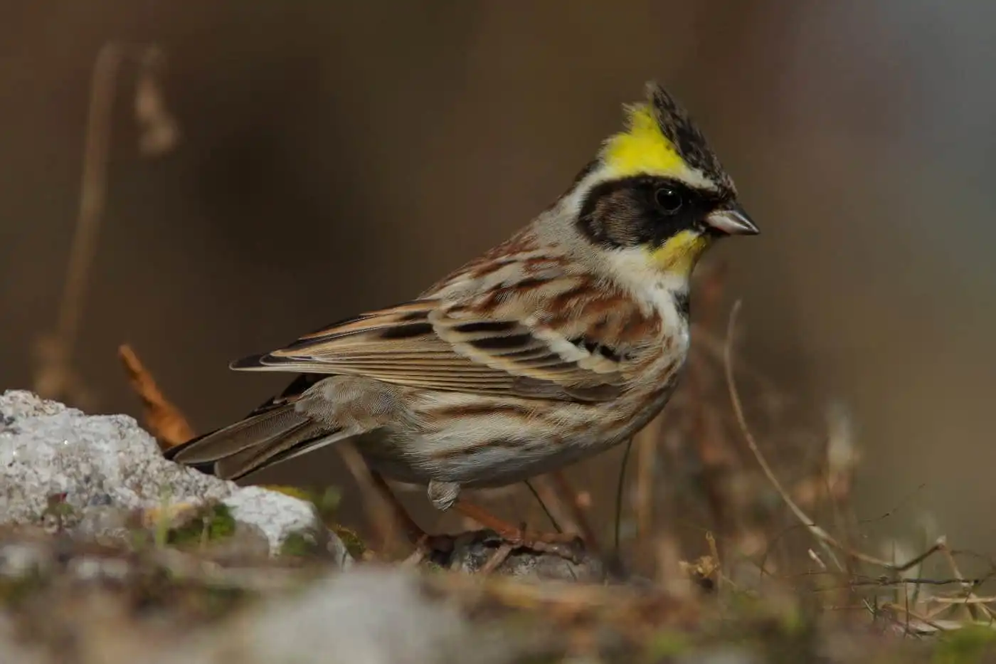 野鳥写真・ミヤマホオジロの写真