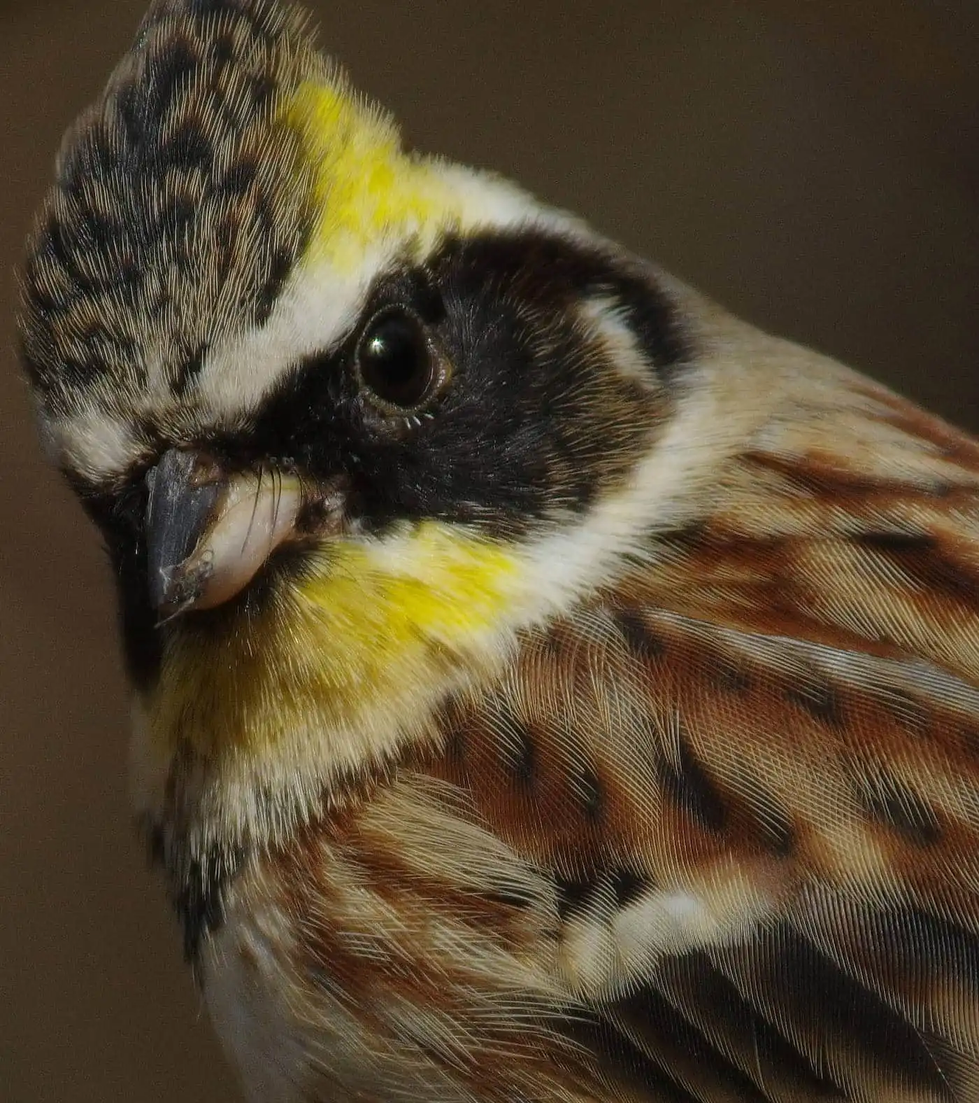 野鳥写真・ミヤマホオジロの写真