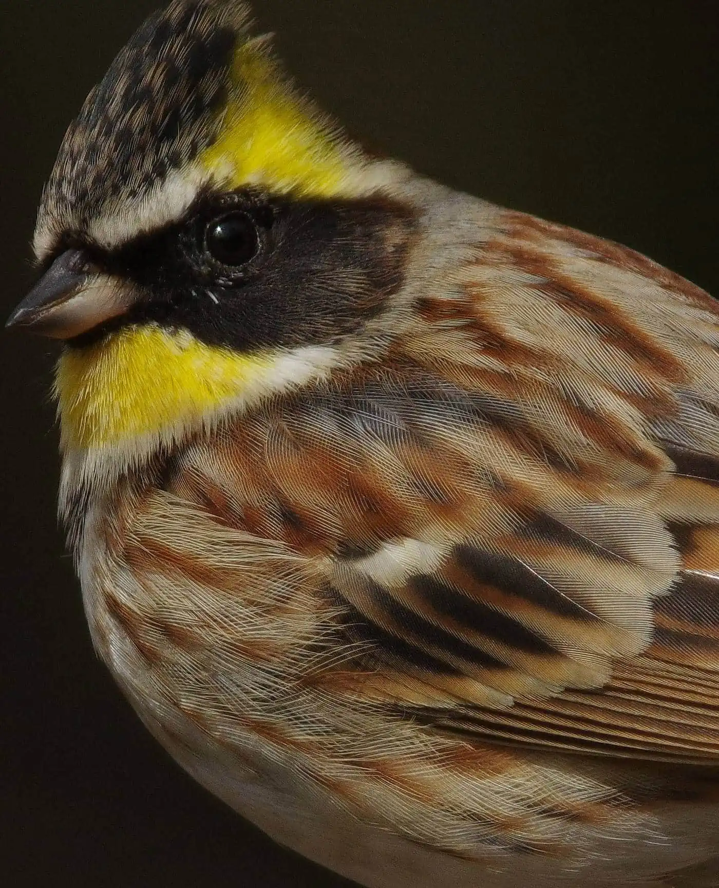 野鳥写真・ミヤマホオジロの写真