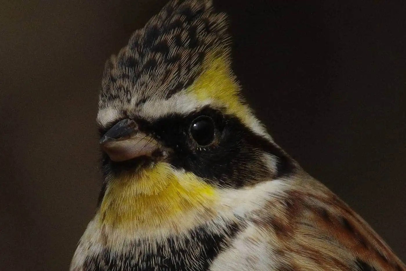 野鳥写真・ミヤマホオジロの写真