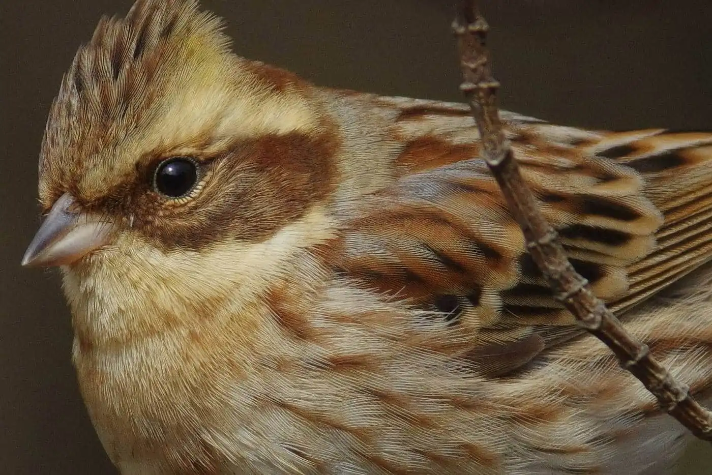 野鳥写真・ミヤマホオジロの写真
