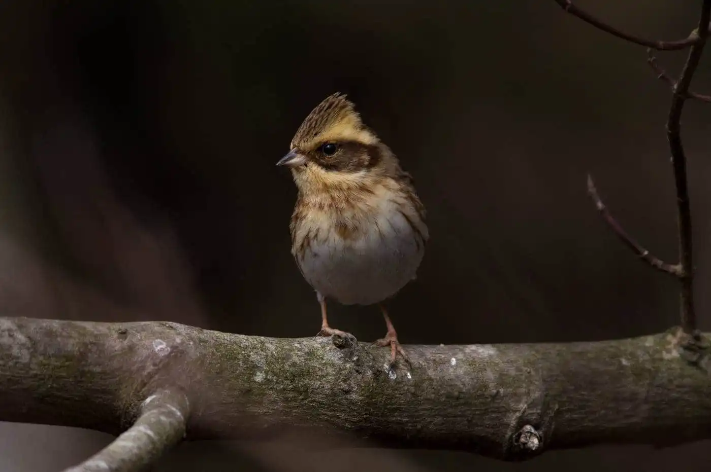 野鳥写真・ミヤマホオジロの写真