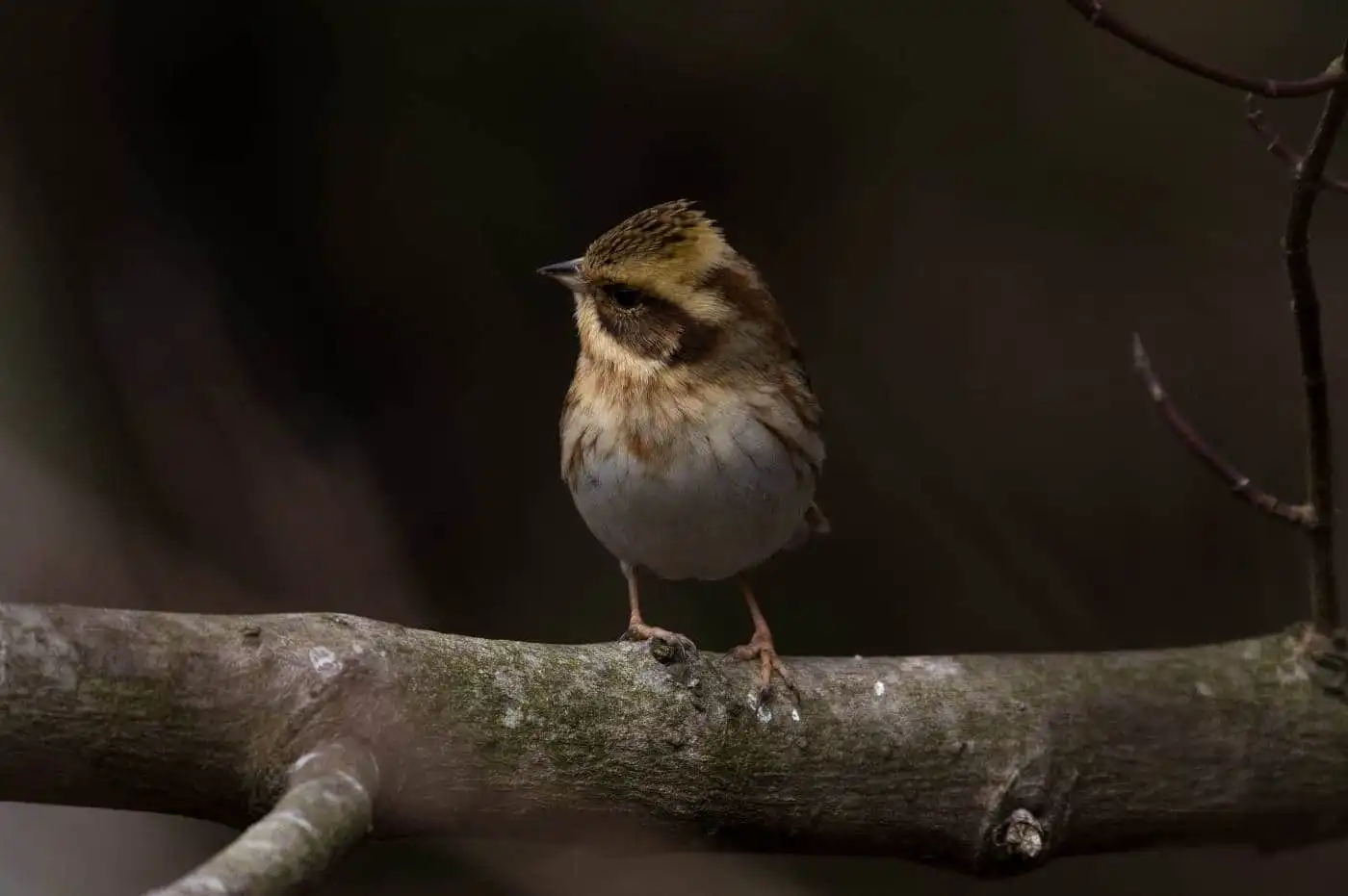 野鳥写真・ミヤマホオジロの写真