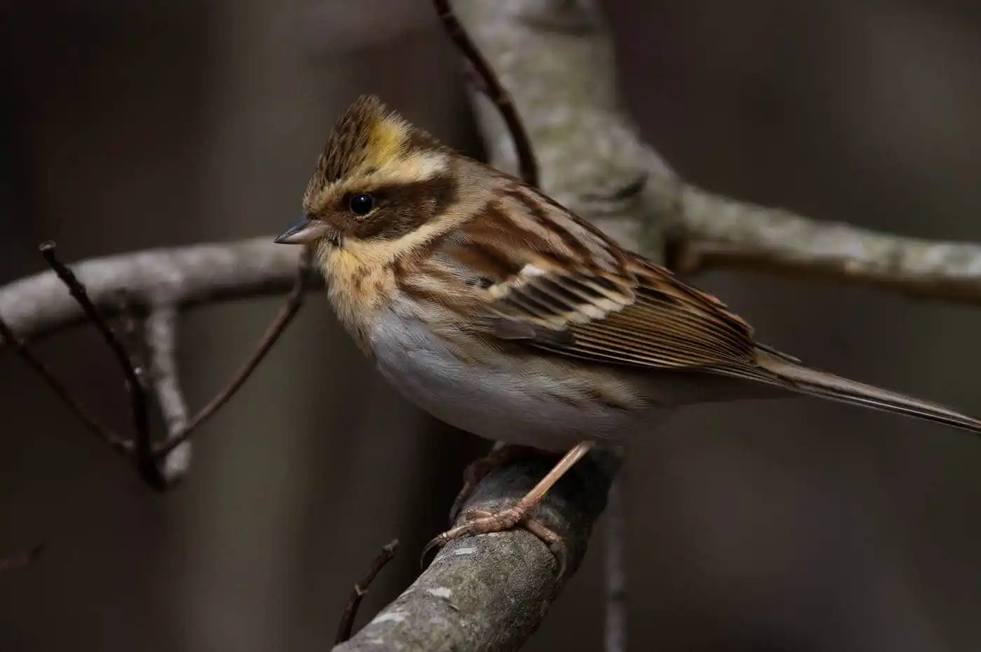 野鳥写真・ミヤマホオジロの写真