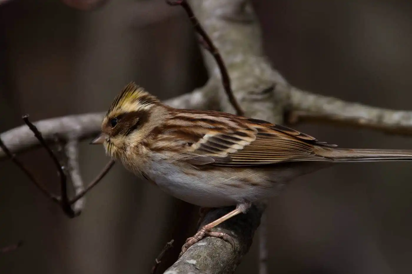 野鳥写真・ミヤマホオジロの写真