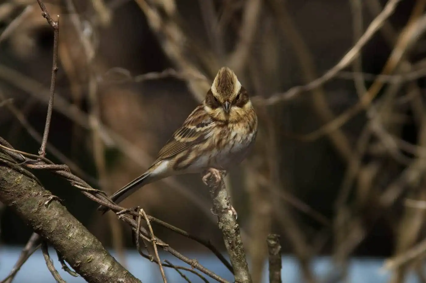 野鳥写真・ミヤマホオジロの写真
