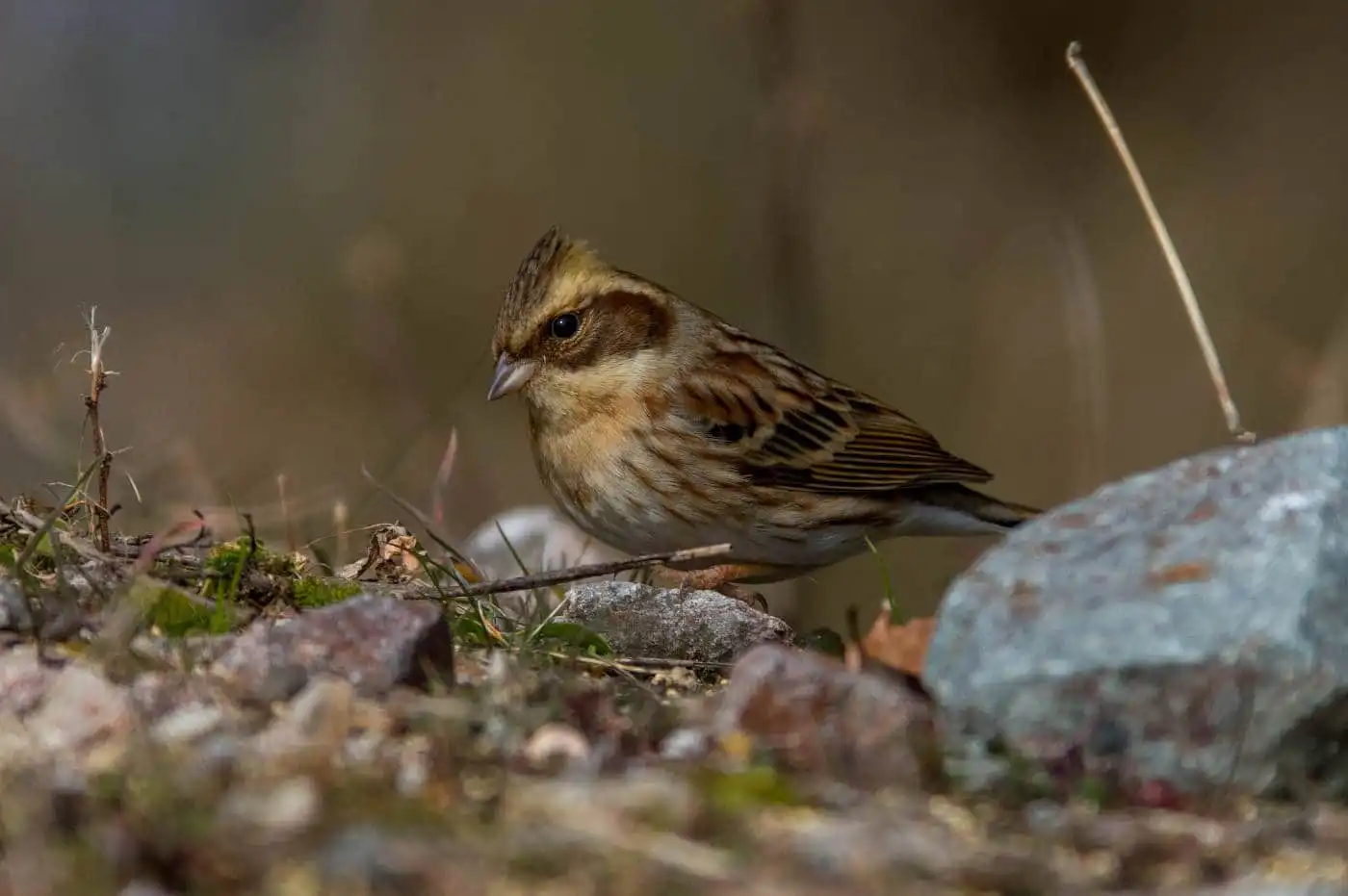 野鳥写真・ミヤマホオジロの写真