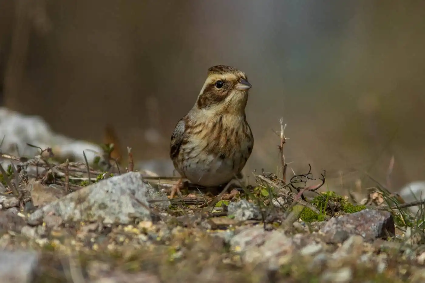 野鳥写真・ミヤマホオジロの写真
