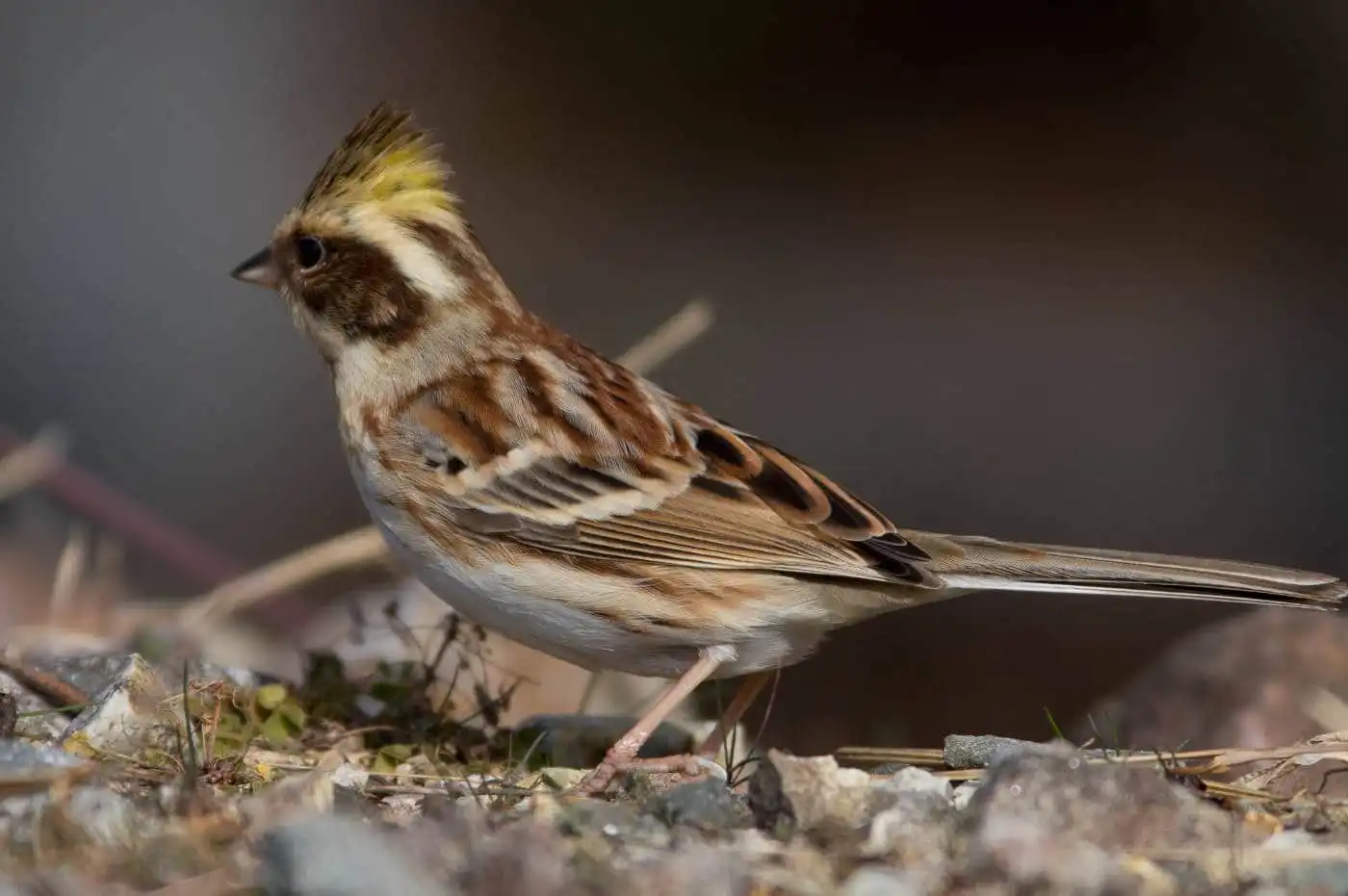 野鳥写真・ミヤマホオジロの写真
