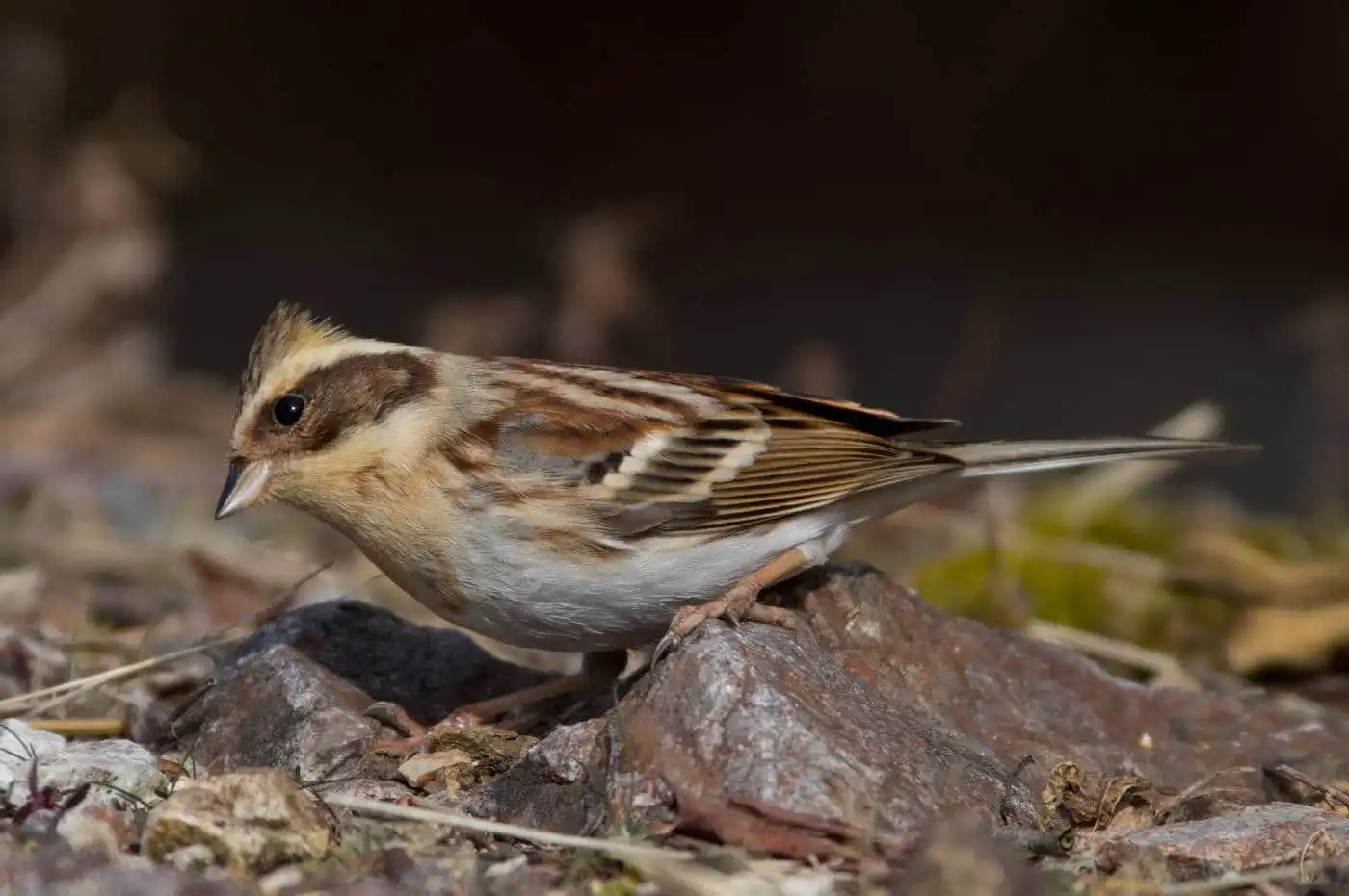 野鳥写真・ミヤマホオジロの写真