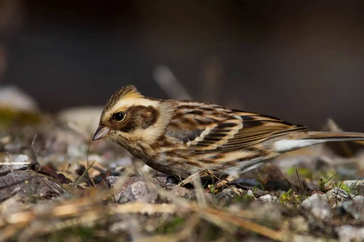野鳥写真・ミヤマホオジロの写真