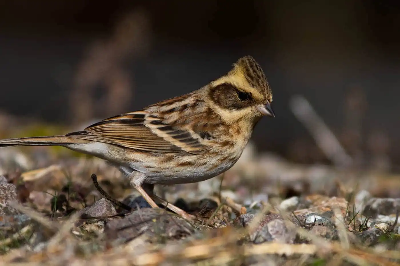 野鳥写真・ミヤマホオジロの写真