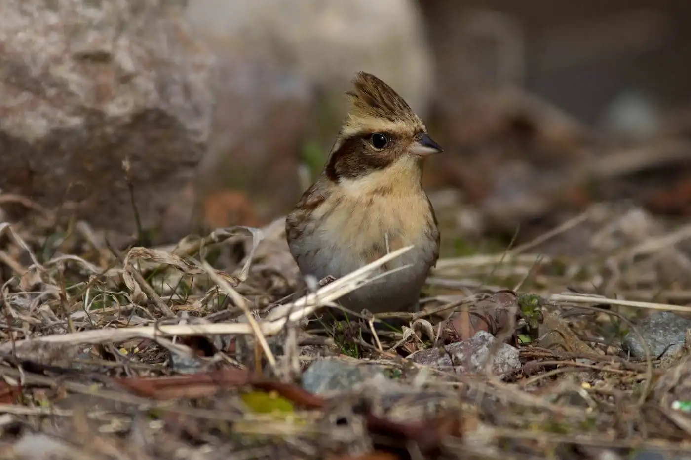 野鳥写真・ミヤマホオジロの写真