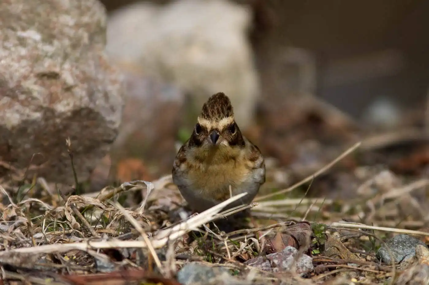 野鳥写真・ミヤマホオジロの写真