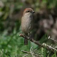 野鳥写真・モズ