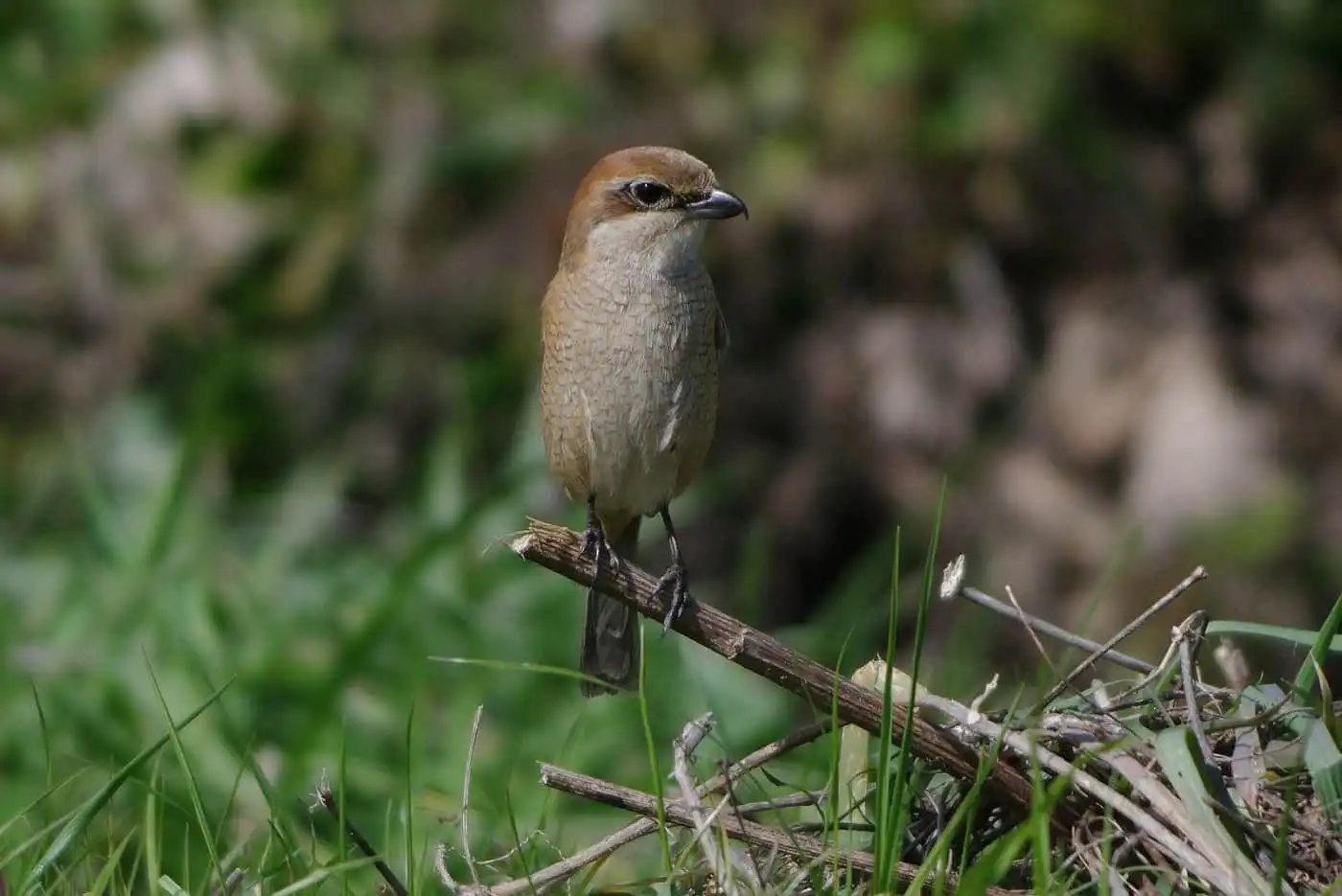 野鳥画像・モズの写真