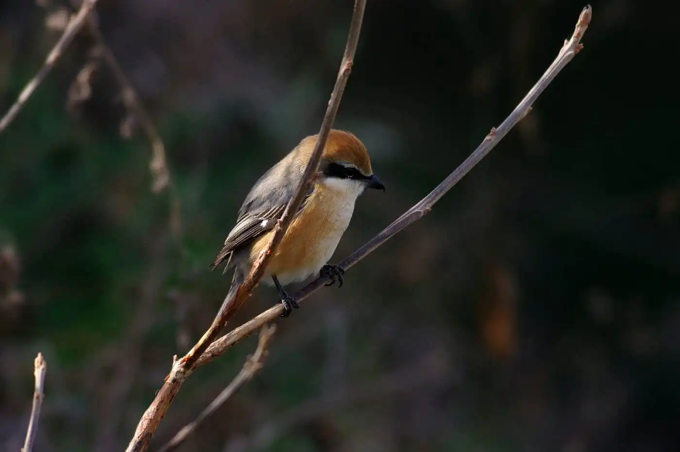 野鳥画像・モズの写真