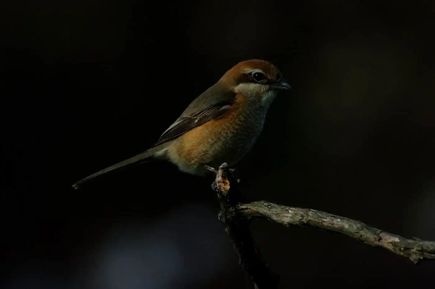 野鳥画像・モズの写真