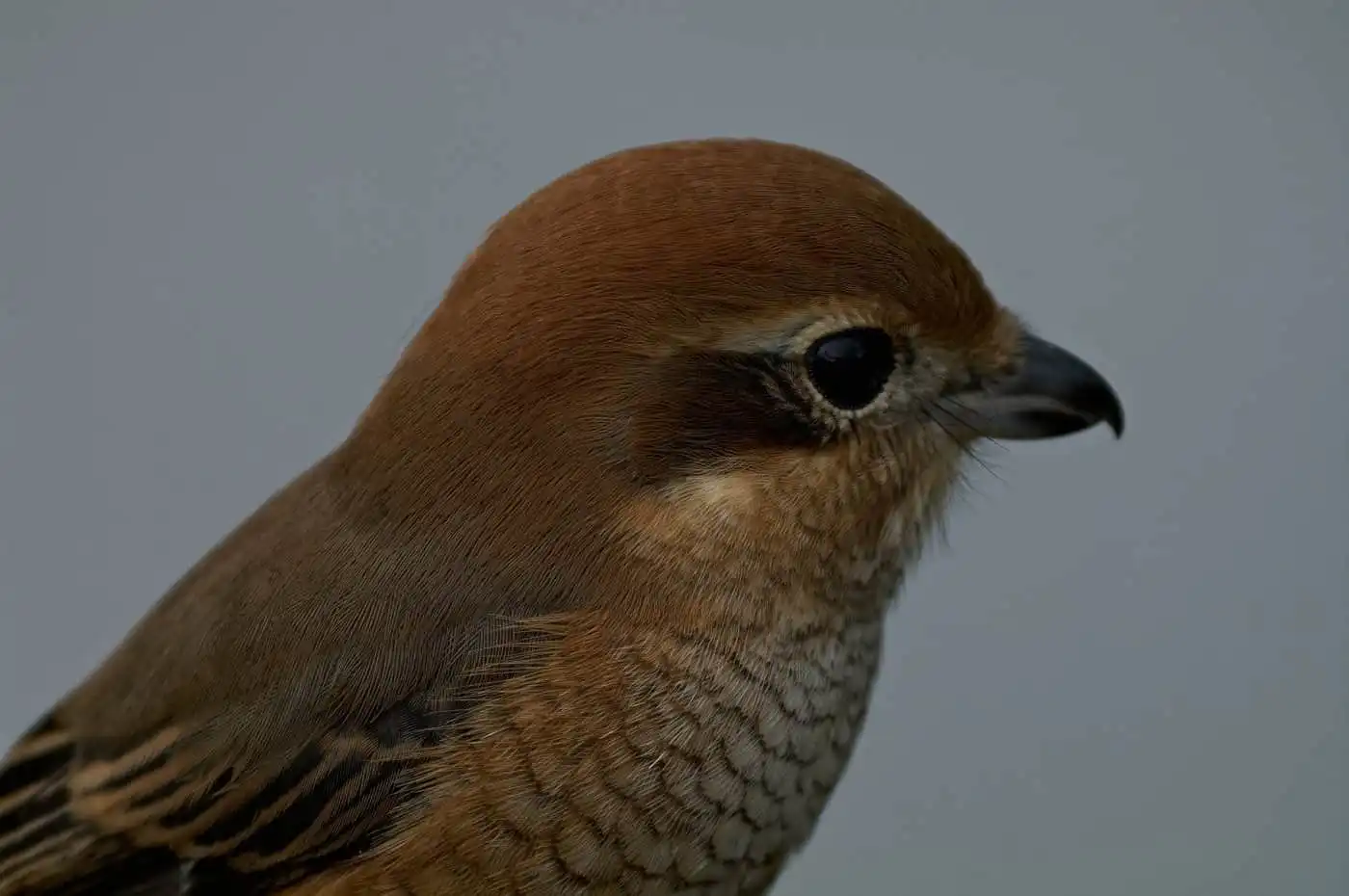 野鳥画像・モズの写真
