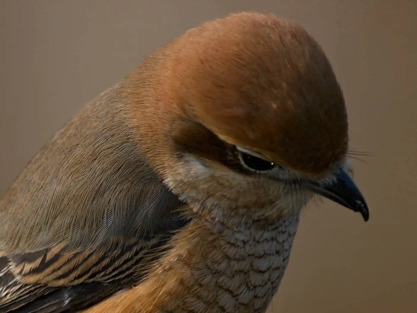 野鳥画像・モズの写真