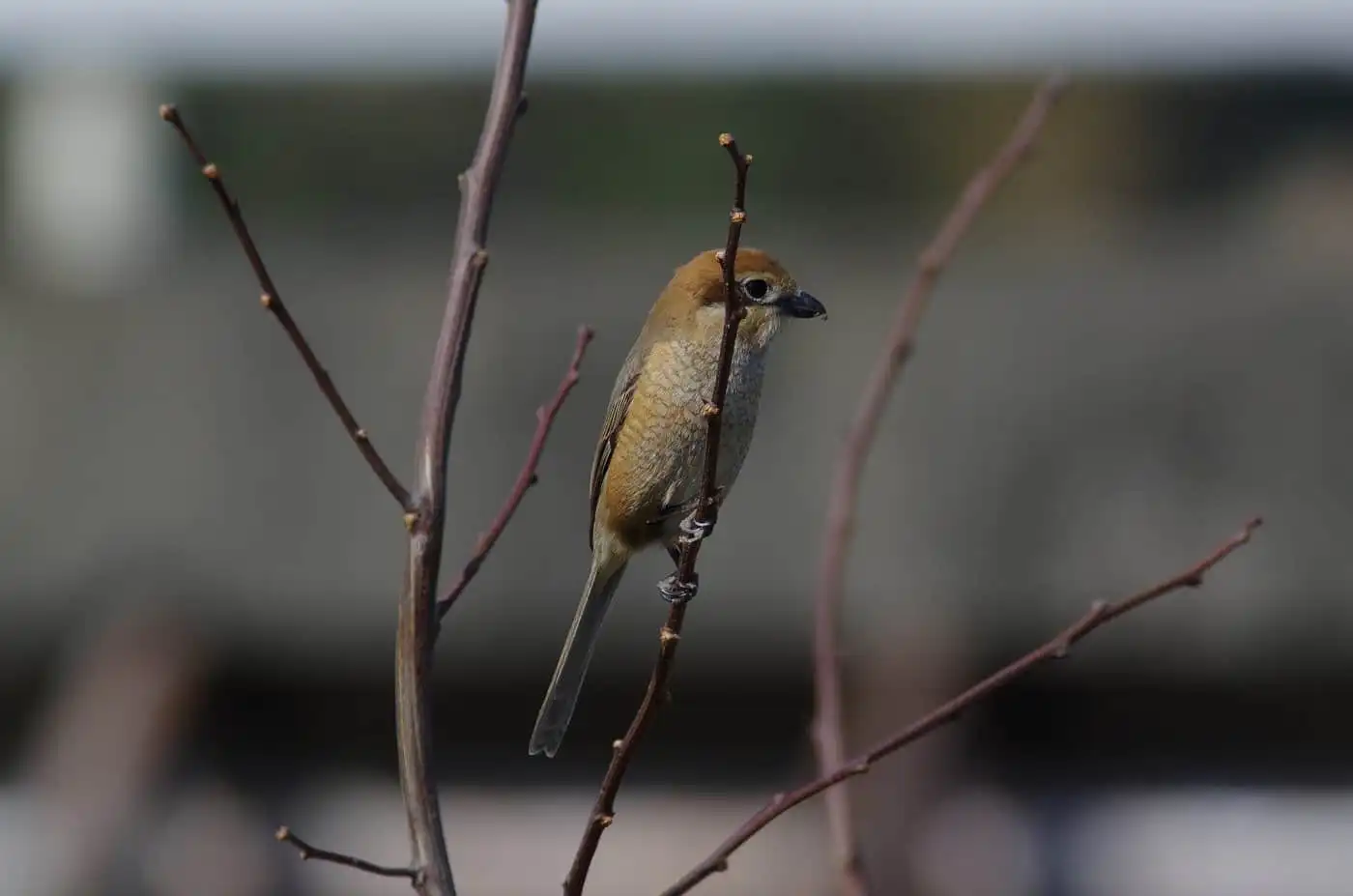 野鳥画像・モズの写真