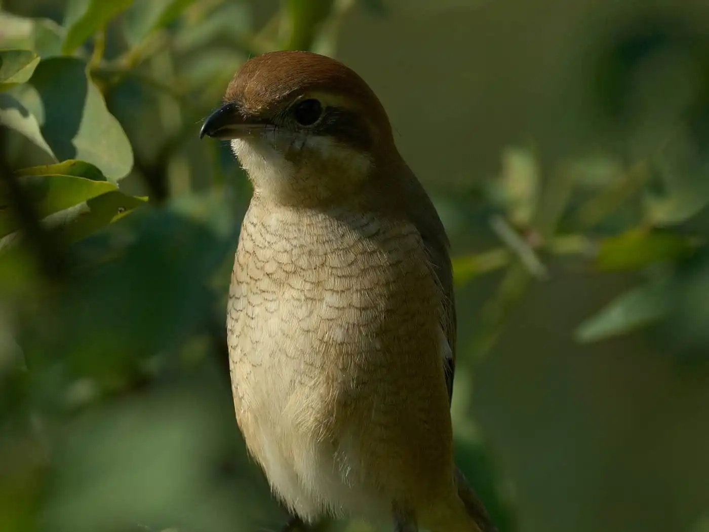 野鳥画像・モズの写真