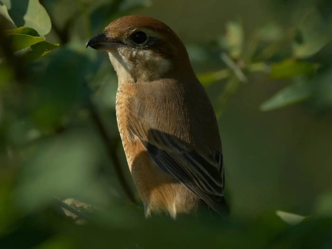野鳥画像・モズの写真