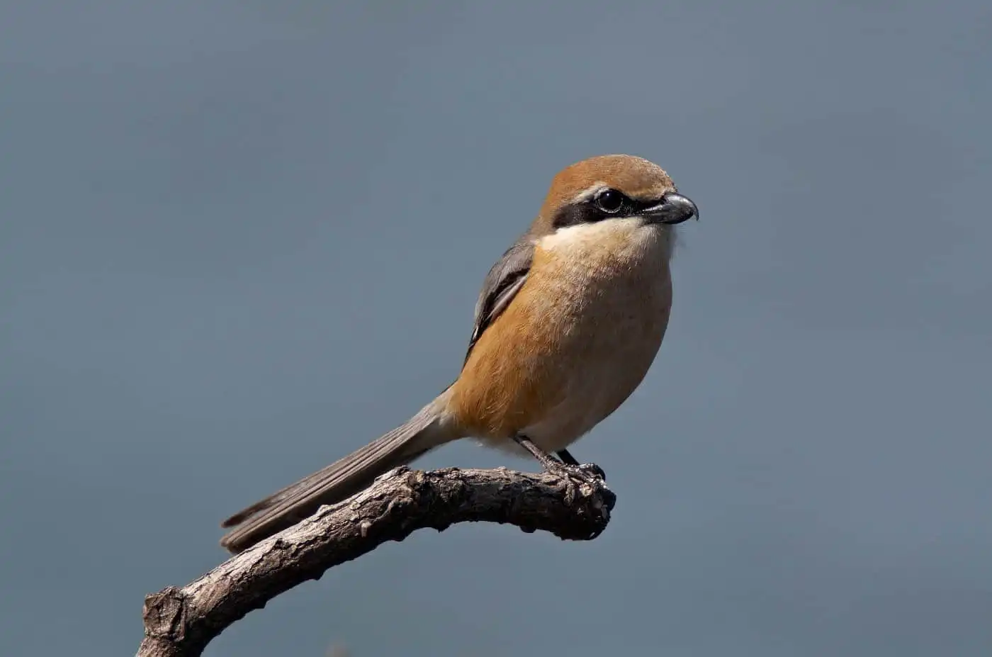 野鳥画像・モズの写真