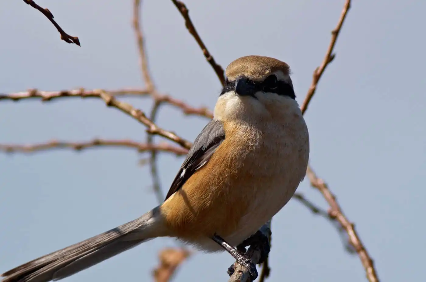 野鳥画像・モズの写真