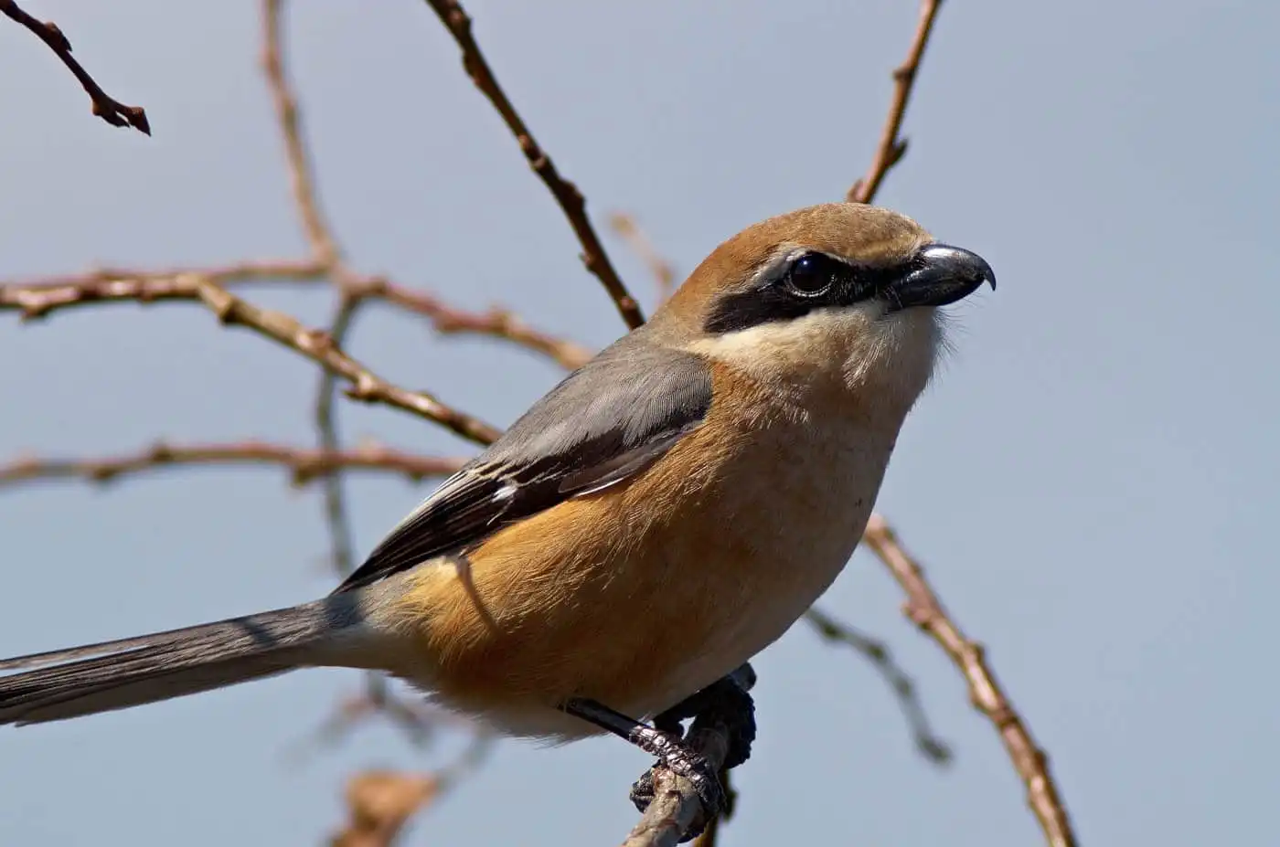 野鳥画像・モズの写真