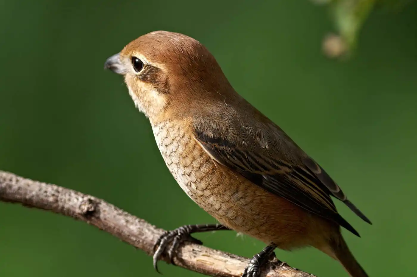 野鳥画像・モズの写真