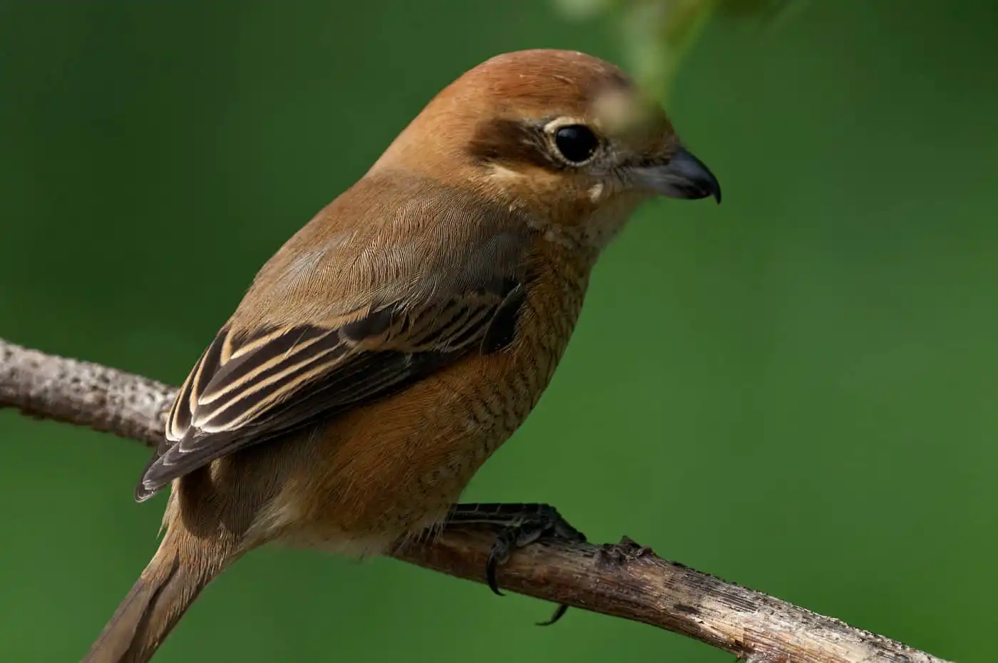野鳥画像・モズの写真