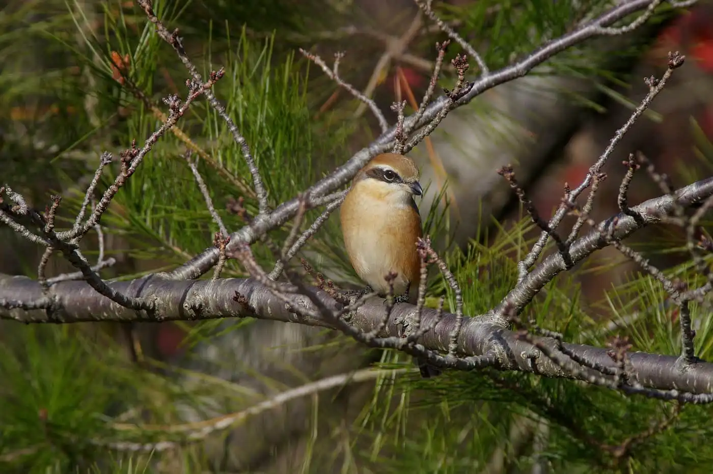 野鳥画像・モズの写真