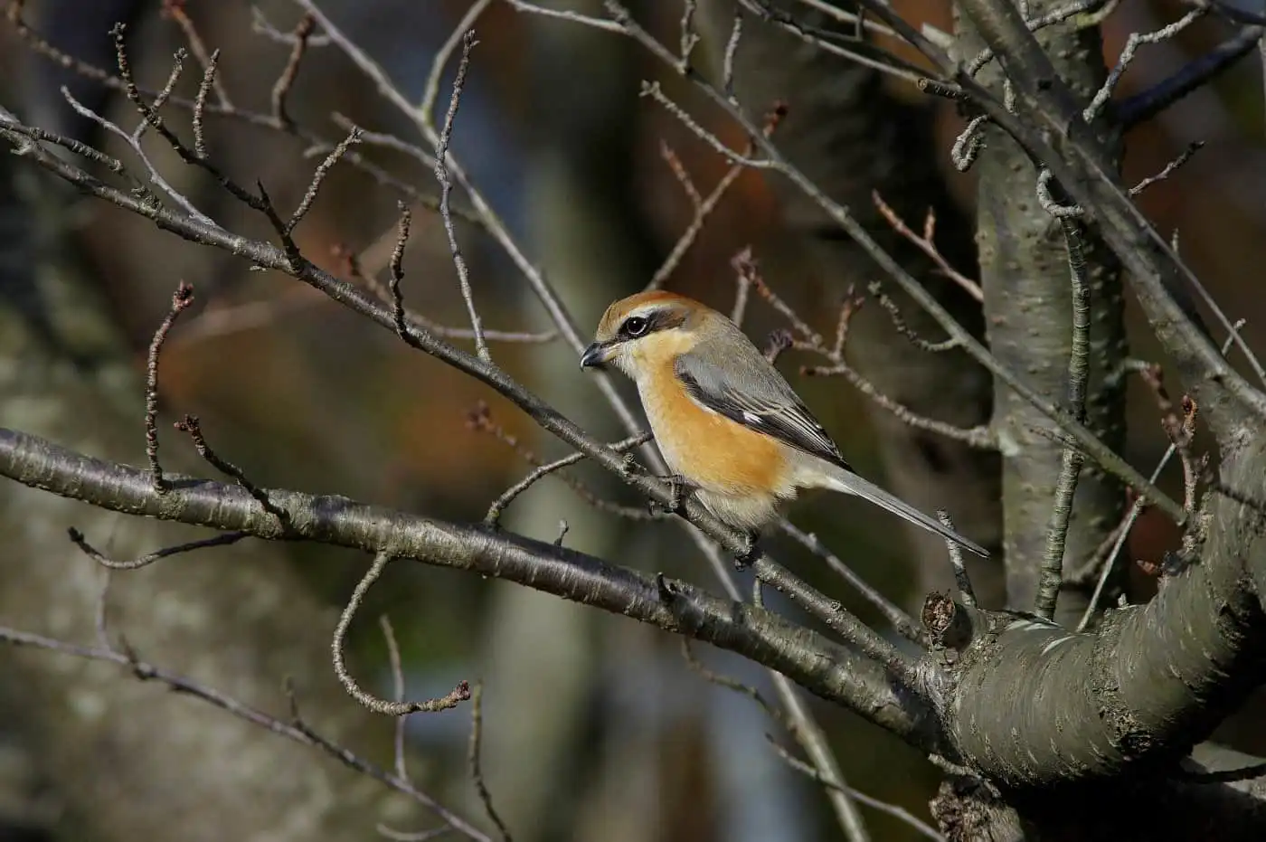 野鳥画像・モズの写真