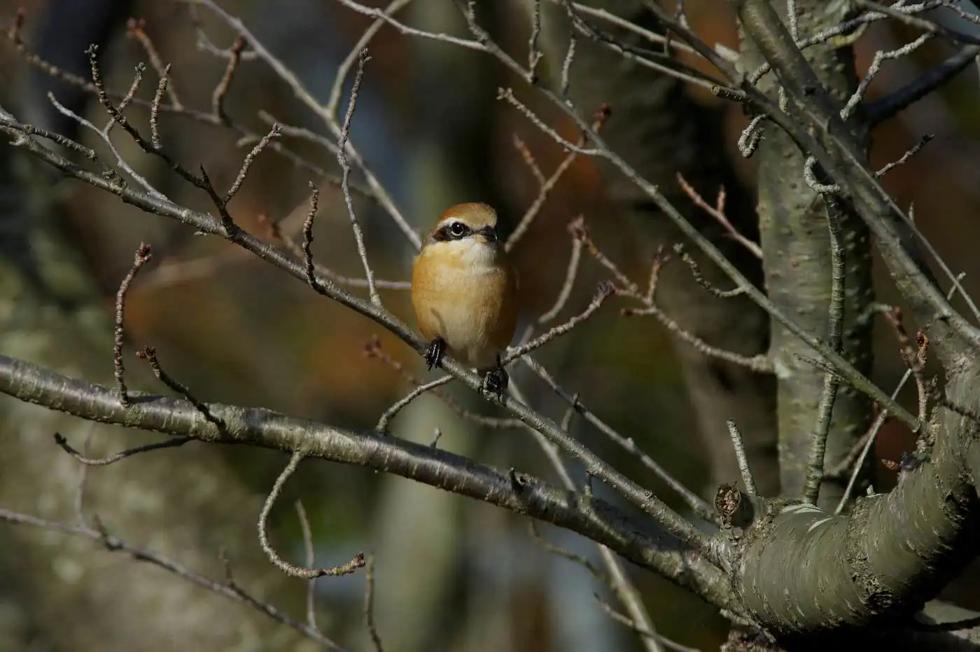 野鳥画像・モズの写真