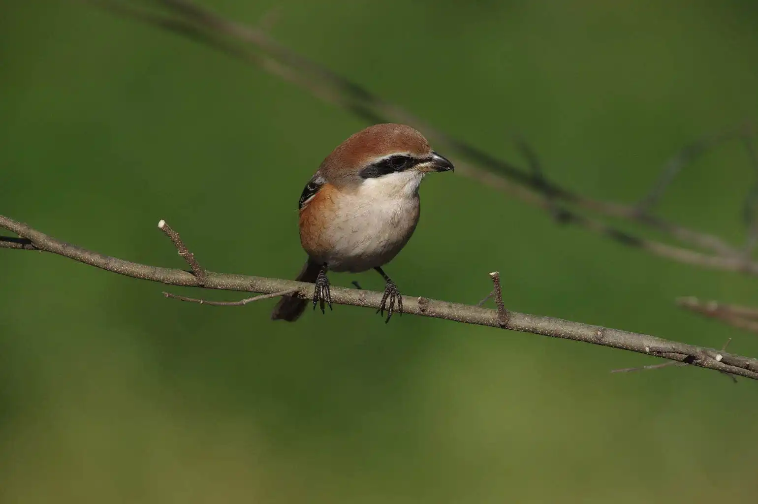 野鳥画像・モズの写真