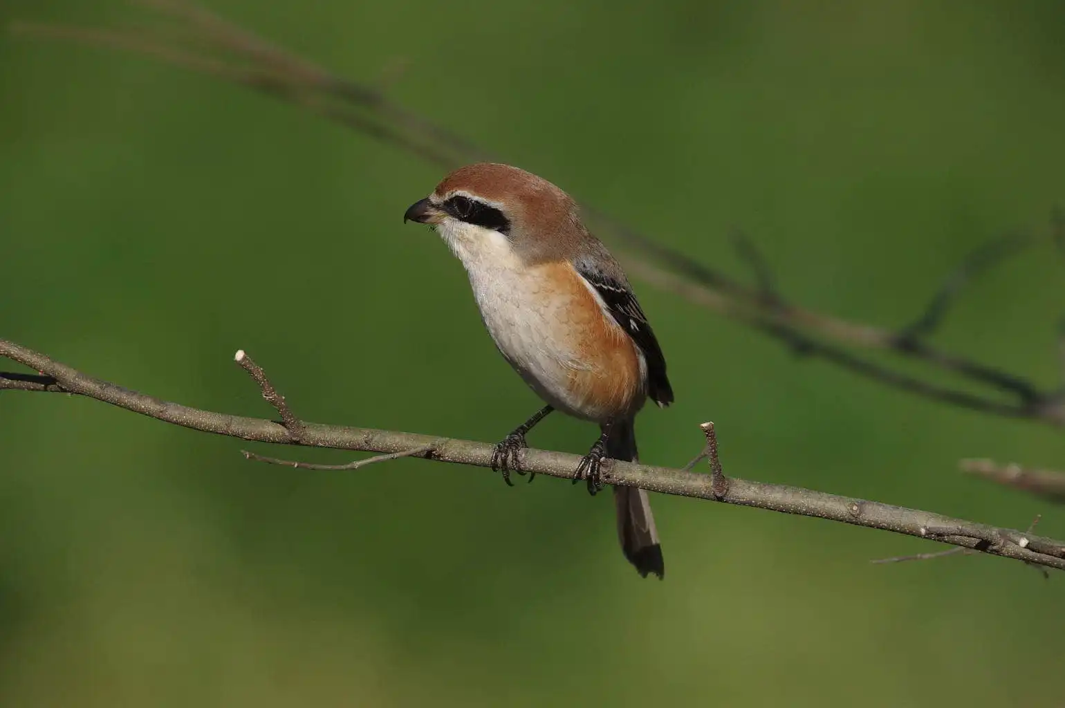 野鳥画像・モズの写真