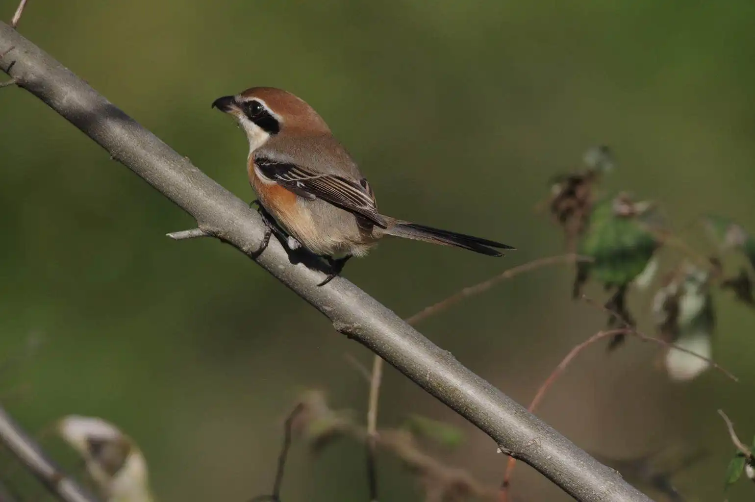 野鳥画像・モズの写真