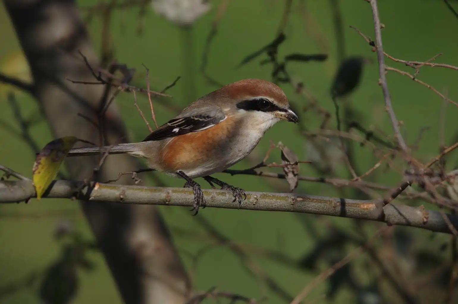 野鳥画像・モズの写真