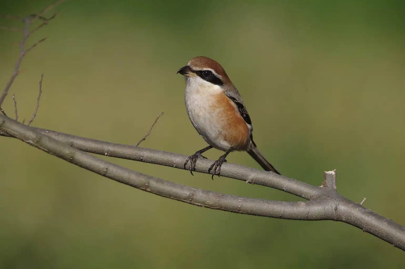 野鳥画像・モズの写真